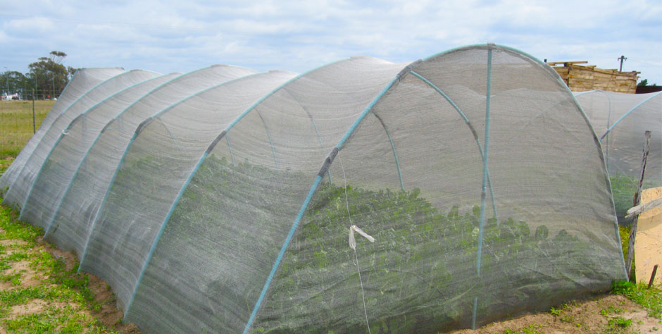 Vegetable Tunnels